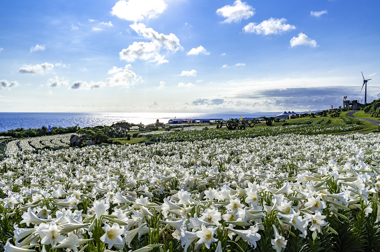伊江島で毎年4月に開催するゆり祭りの写真です。